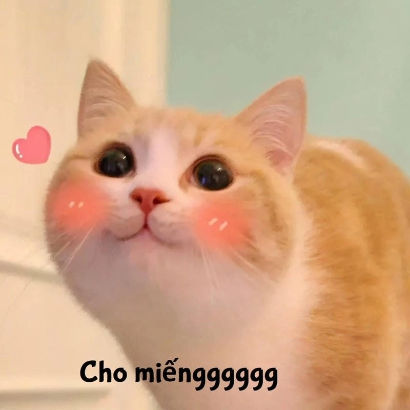 Săn lùng những khoảnh khắc meme cute đáng yêu