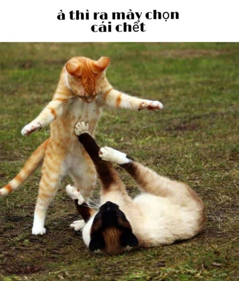 Khám phá những bức meme đấm nhau hài hước