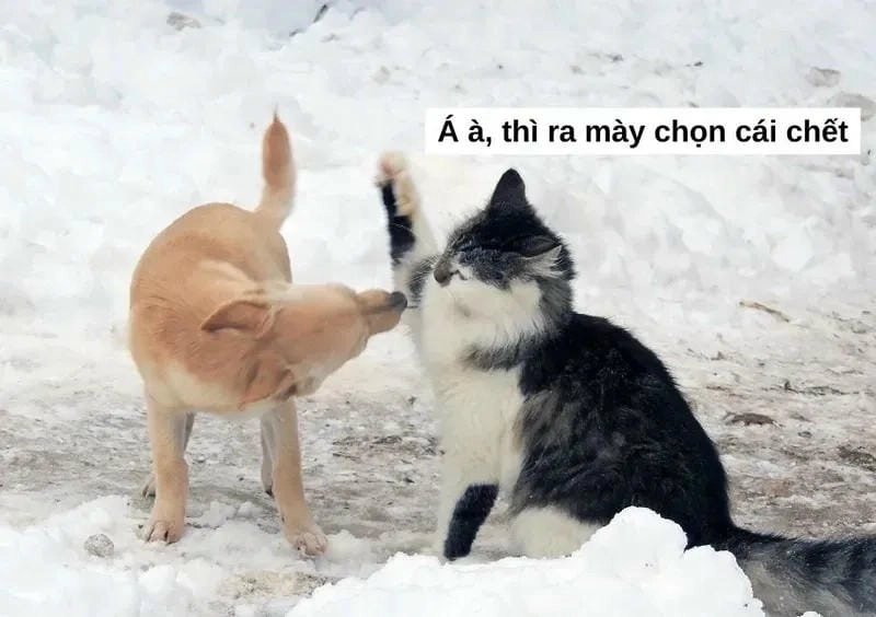 Lạc lối trong meme đấm nhau funny
