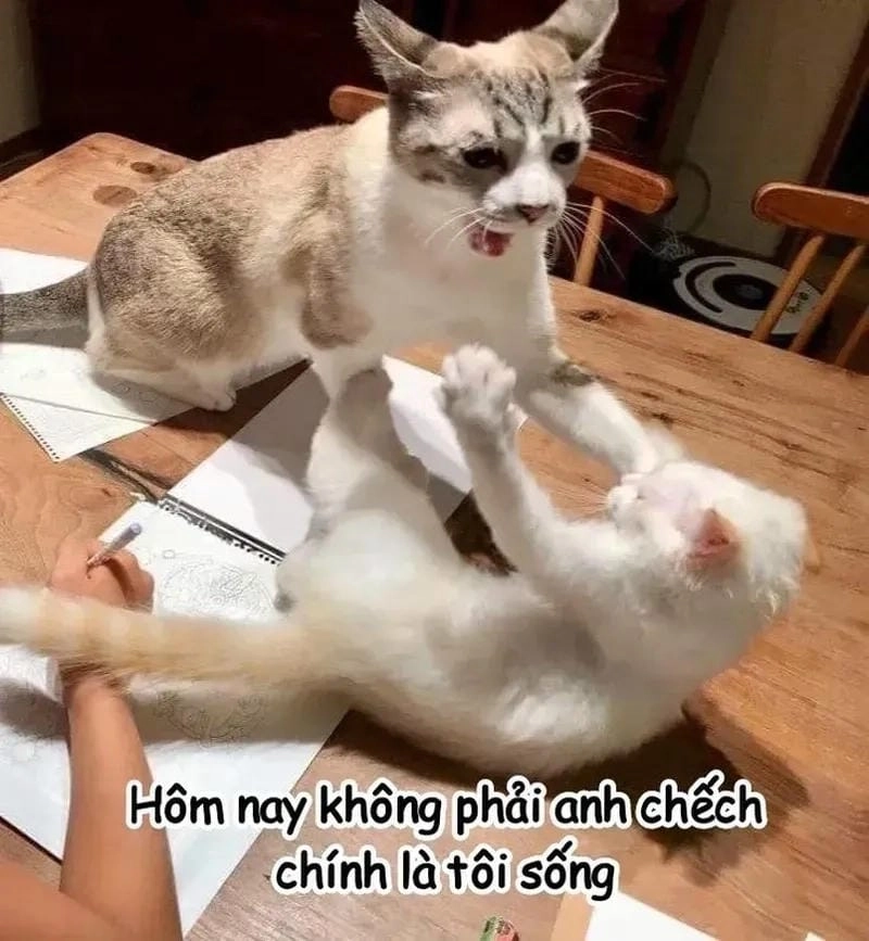 Cùng cười với những hình meme đấm nhau chế
