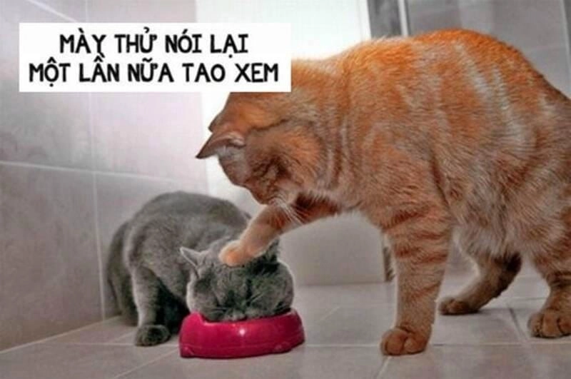 Ngắm nhìn vẻ đẹp meme đấm nhau bá đạo