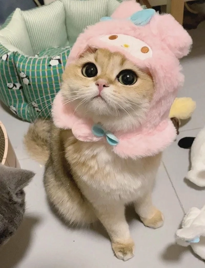 Lạc lối trong meme đáng yêu biểu cảm