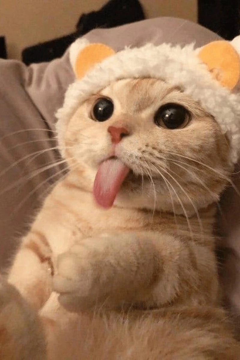 Khám phá những bức ảnh meme đáng yêu hài hước