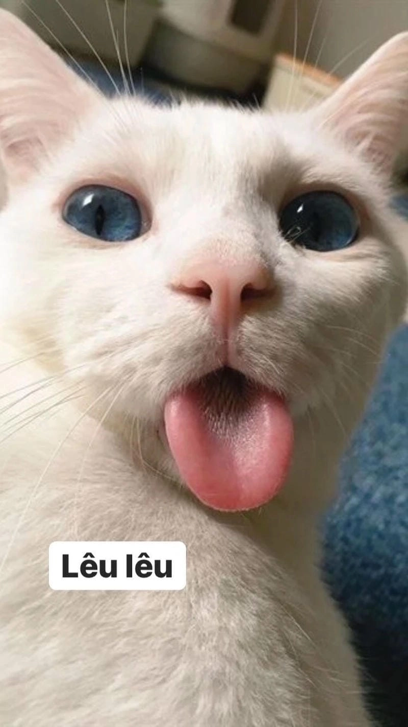 Cùng cười với những hình meme đáng yêu dễ thương