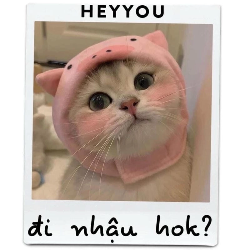 Thức dậy cùng những hình meme đáng yêu viral