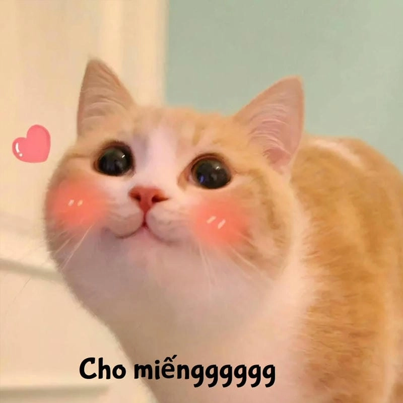 Cười sảng với meme đáng yêu độc đáo