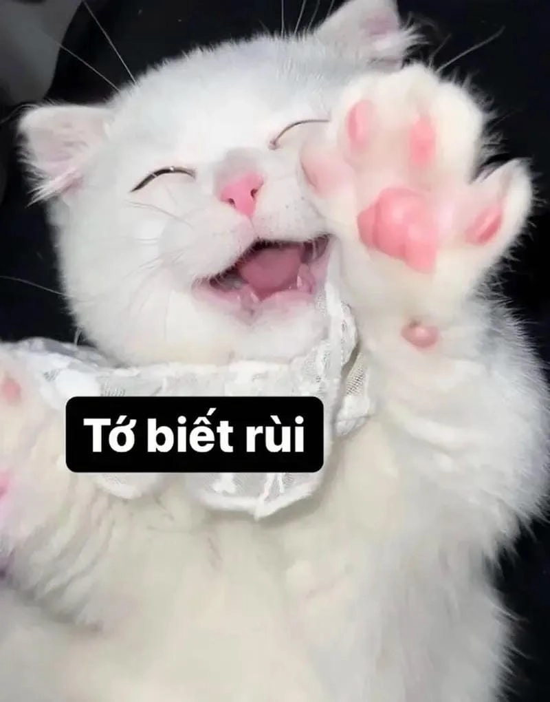 Gợi ý những bức meme đáng yêu chế