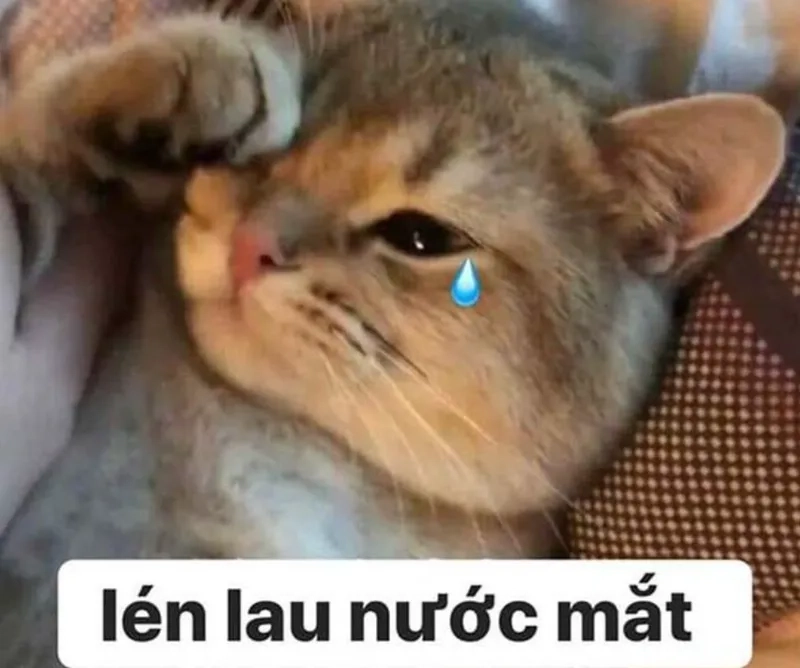 Sưu tầm những bức ảnh meme đau khổ