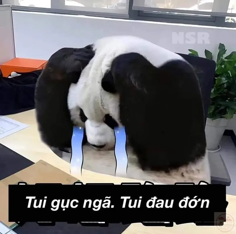 Lạc lối trong thế giới meme đau khổ hài hước