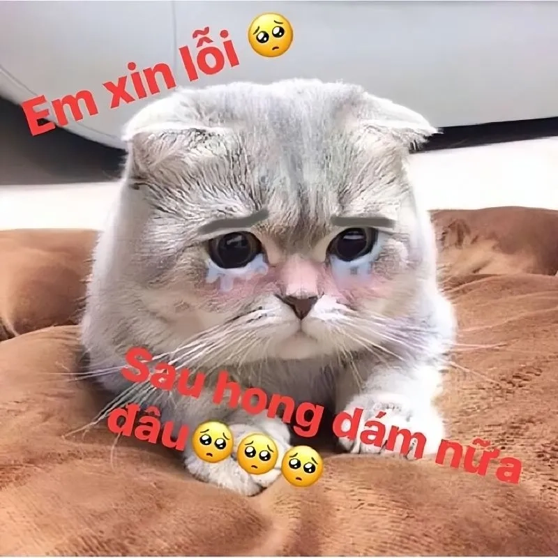 Tìm hiểu Lý do meme dỗ người yêu được ưa chuộng