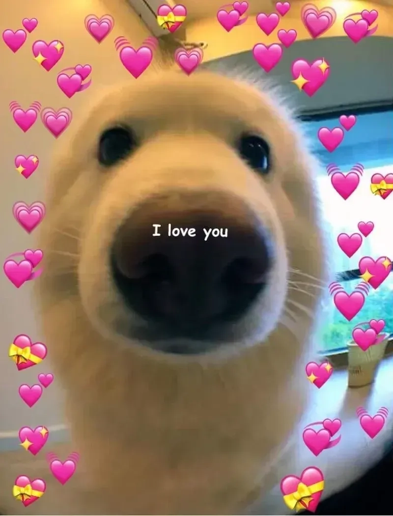 Cùng du ngoạn meme dỗ người yêu biểu cảm
