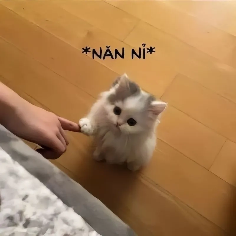 Cùng cười với những hình meme dỗ người yêu dễ thương
