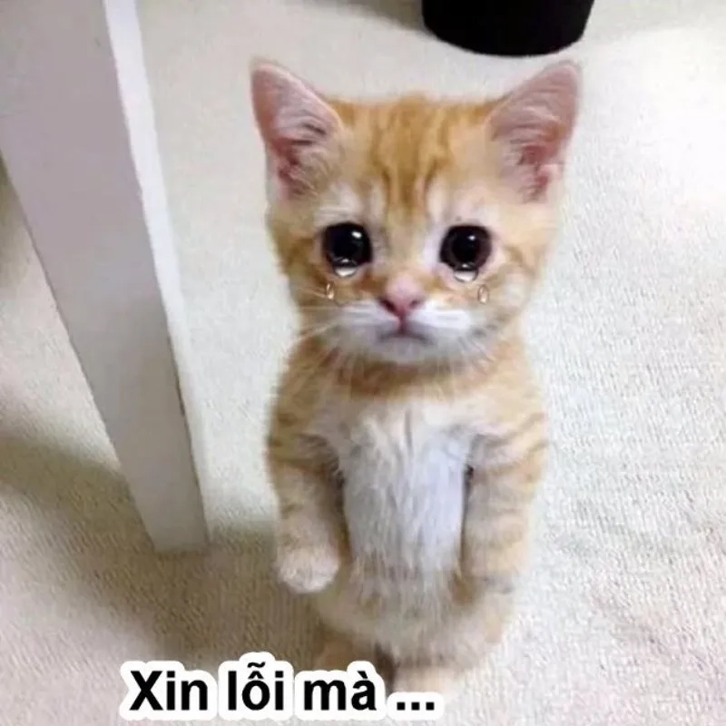 Săn lùng những khoảnh khắc meme dỗ người yêu cute