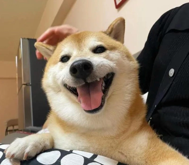 Khám phá những bức ảnh meme dog hài hước