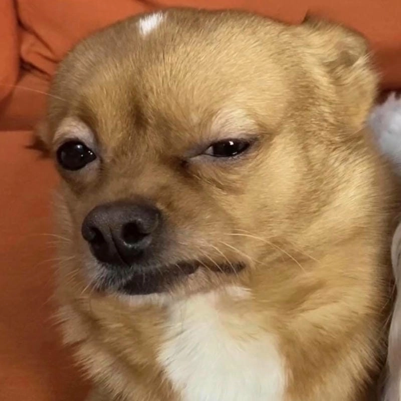 Săn lùng những khoảnh khắc meme dog biểu cảm