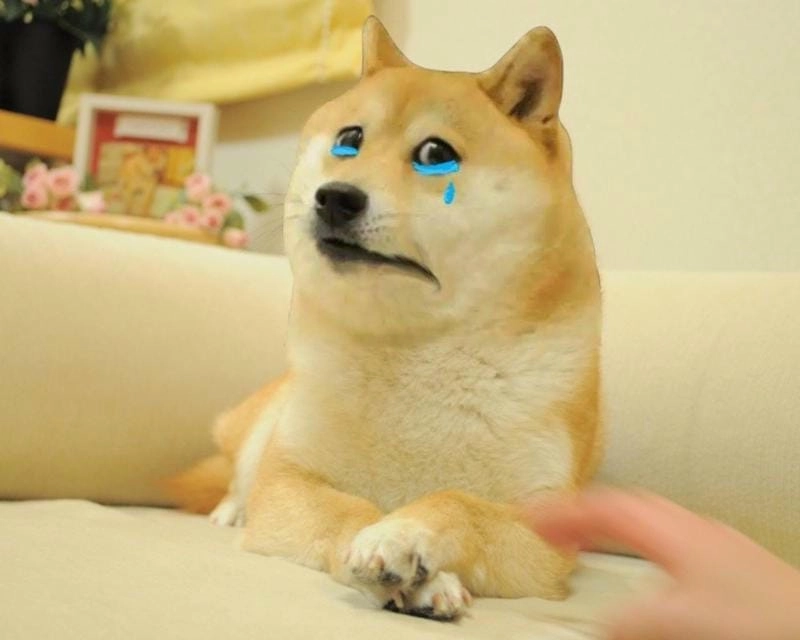 Gợi ý những bức meme dog cute