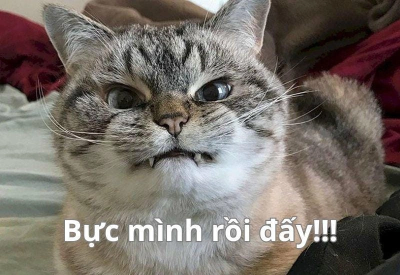Lạc lối trong meme dỗi giải trí