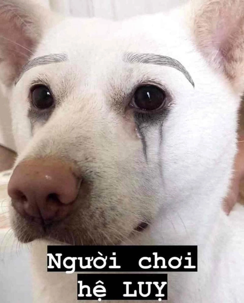 Sưu tầm những bức ảnh chế động vật