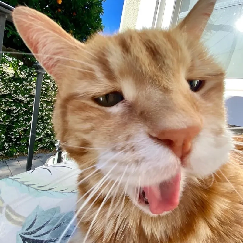 Cùng du ngoạn meme funny trending