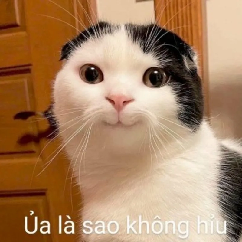 Cùng cười với những hình meme funny tiếng Việt