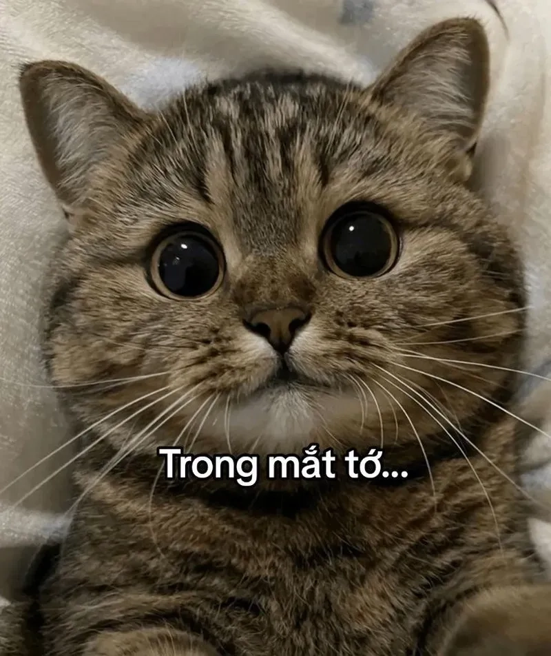 Sưu tầm những bức meme funny ngầu