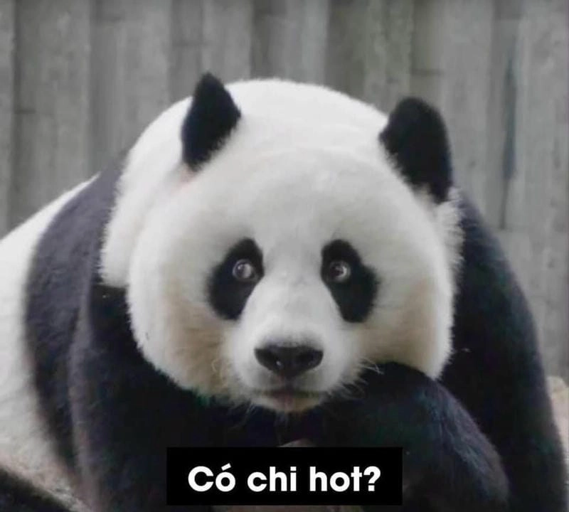 Tìm hiểu sức hút của meme gấu trúc