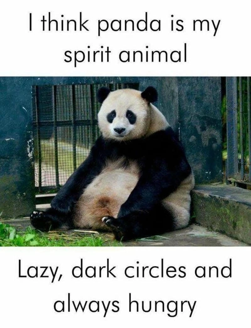 Gợi ý những bức meme gấu trúc bá đạo