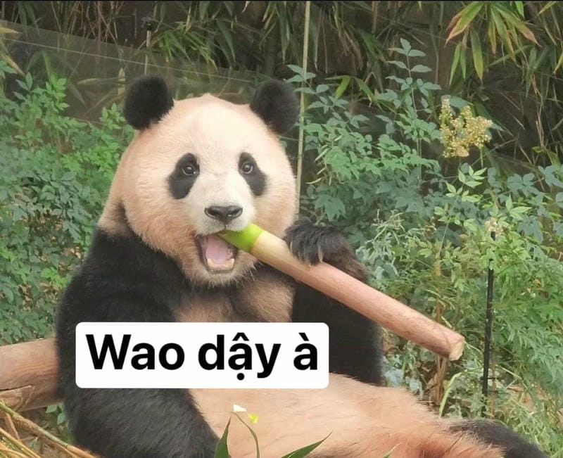 Ngắm nhìn vẻ đẹp meme gấu trúc chế