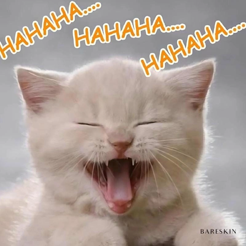 Sưu tầm những bức meme haha chế