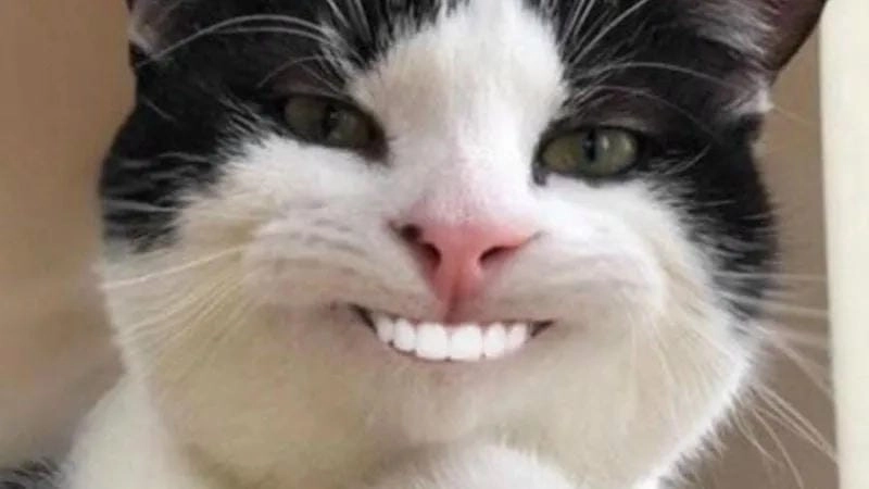 Khám phá những bức ảnh meme haha hài hước