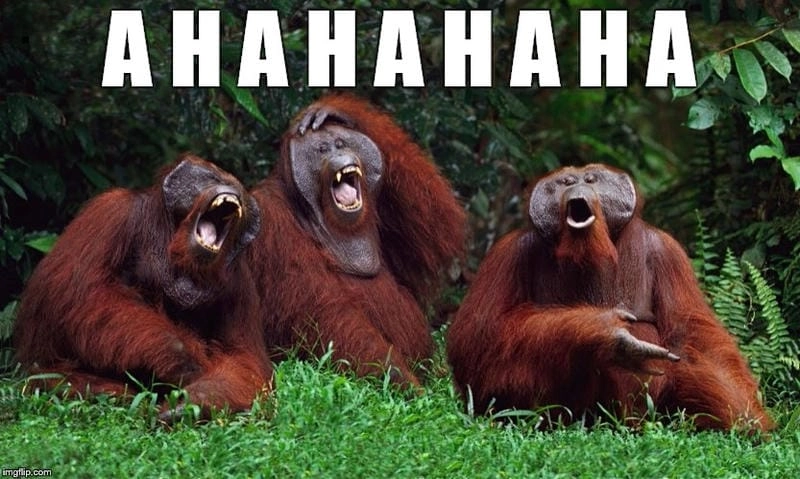 Lạc lối trong thế giới meme haha đáng yêu