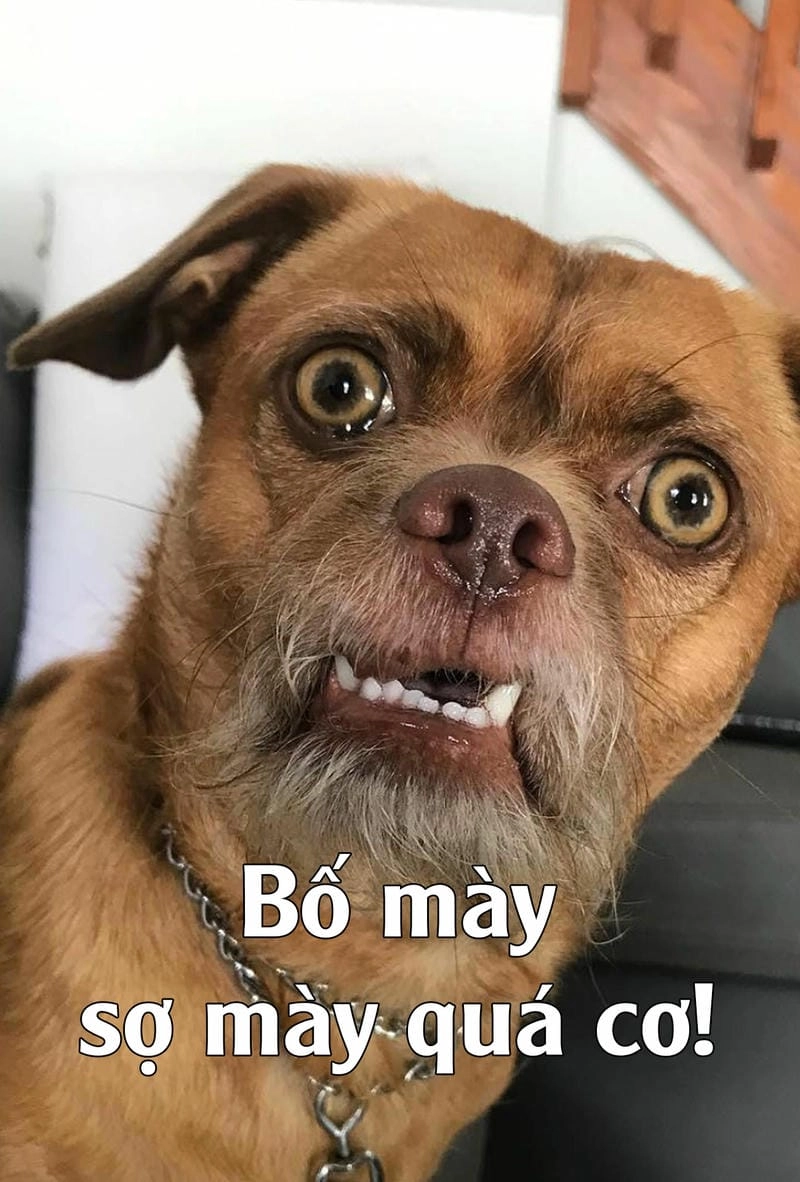 Thức dậy cùng những hình meme hài vui nhộn