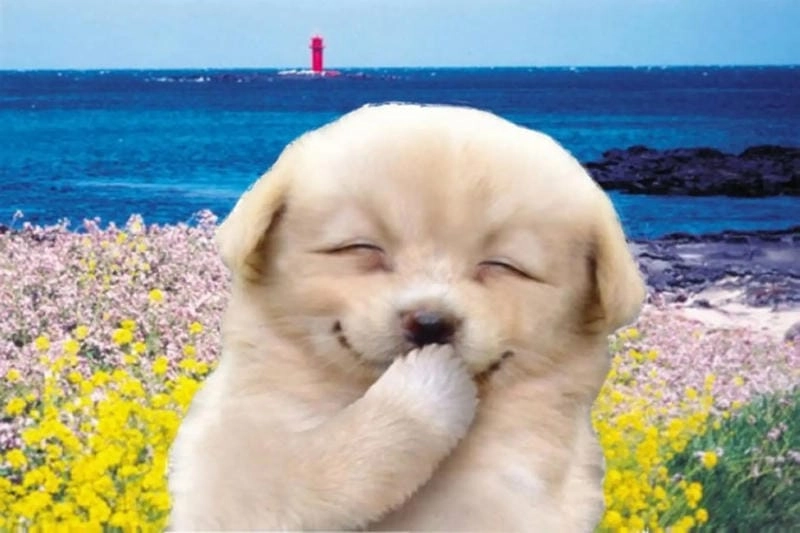 Săn lùng những khoảnh khắc ảnh meme hehe
