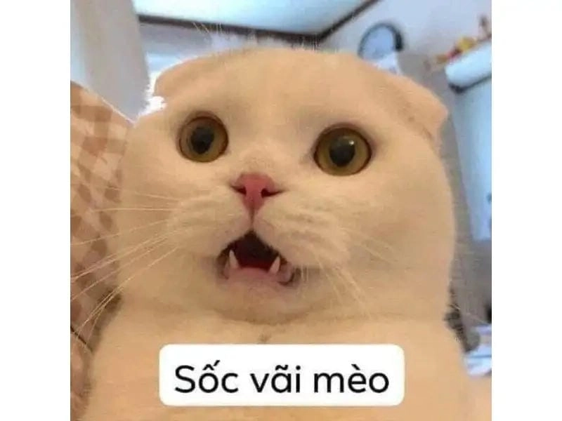 Tìm hiểu Sức hút của meme hoảng hốt