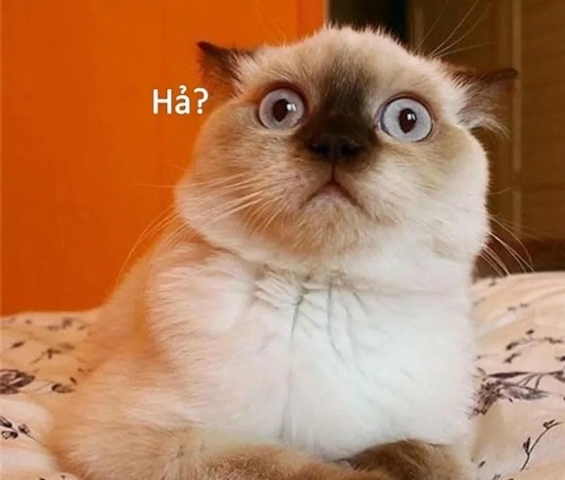 Săn lùng những khoảnh khắc ảnh meme hoảng hốt
