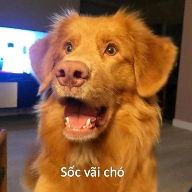 Lạc lối trong thế giới caption meme hoảng hốt