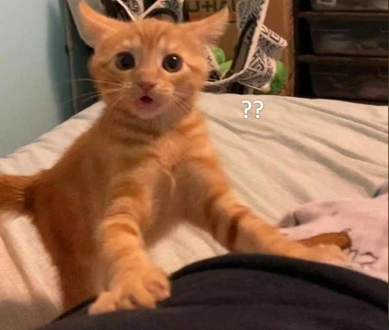 Ngắm nhìn vẻ đẹp meme hoảng hốt troll