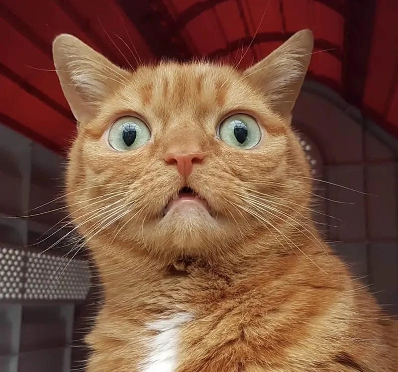 Cùng cười với những hình meme hoang mang biểu cảm