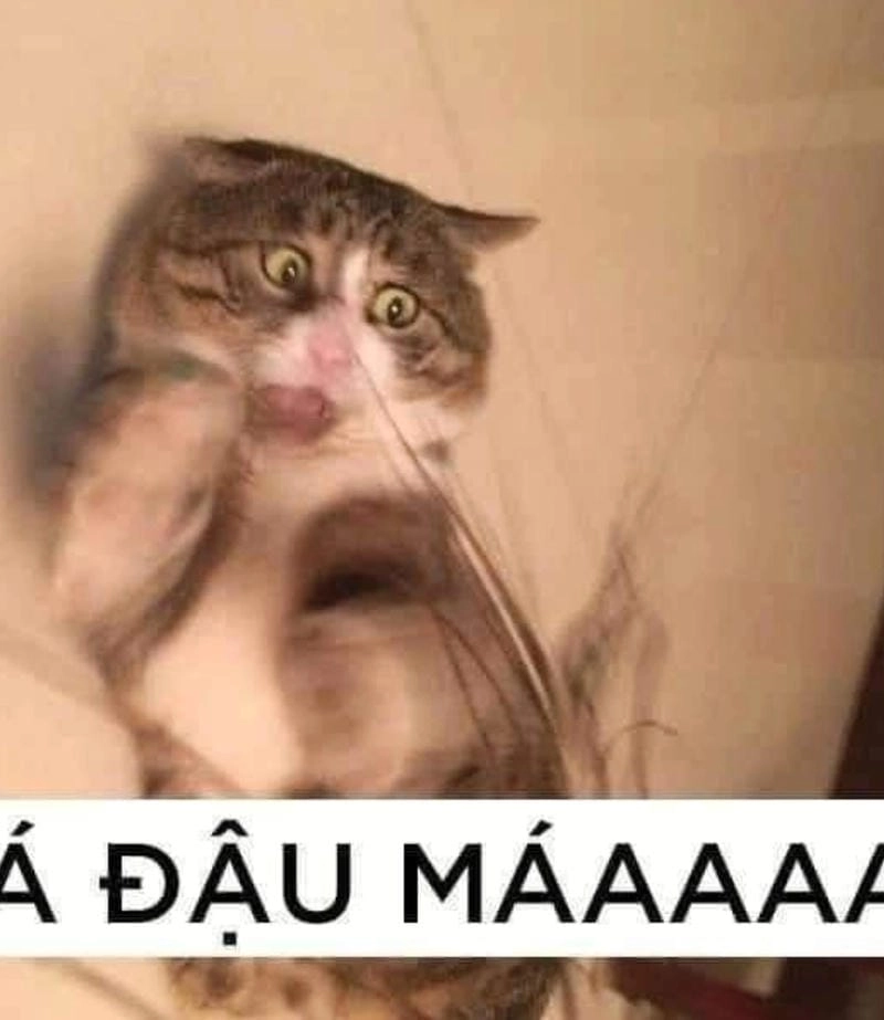 Săn lùng những khoảnh khắc meme hoang mang dễ thương