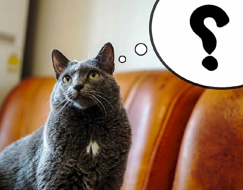 Sưu tầm những bức meme hỏi khó hiểu