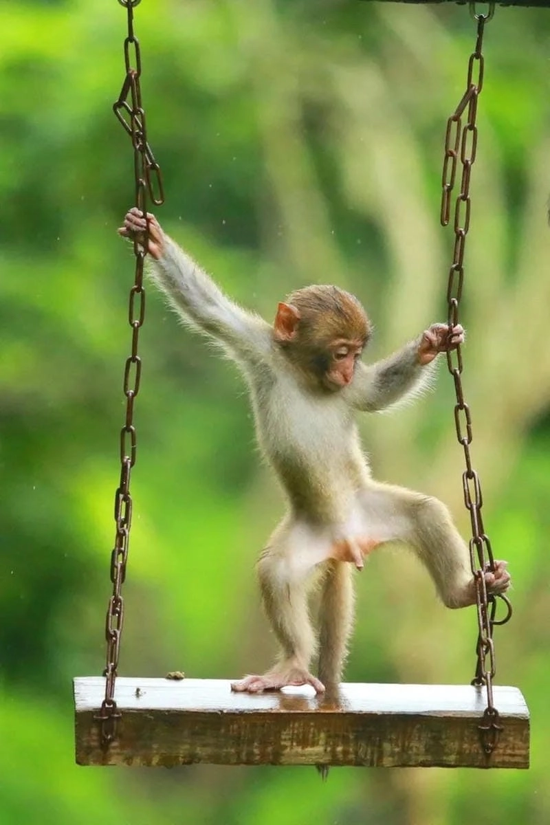 Cùng du ngoạn meme khỉ vui nhộn