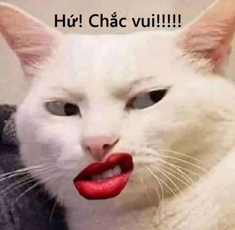 Cùng cười với những hình meme khinh bỉ biểu cảm