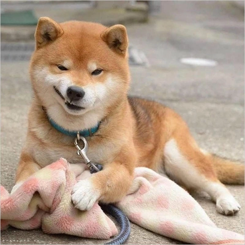 Cùng du ngoạn meme khinh biểu cảm