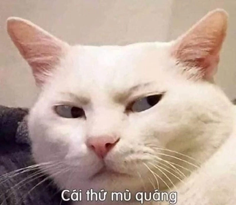 Sưu tầm những bức meme khinh hài hước