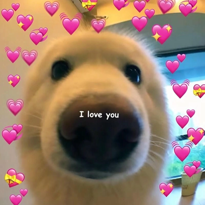 Khám phá những bức ảnh meme love hài hước