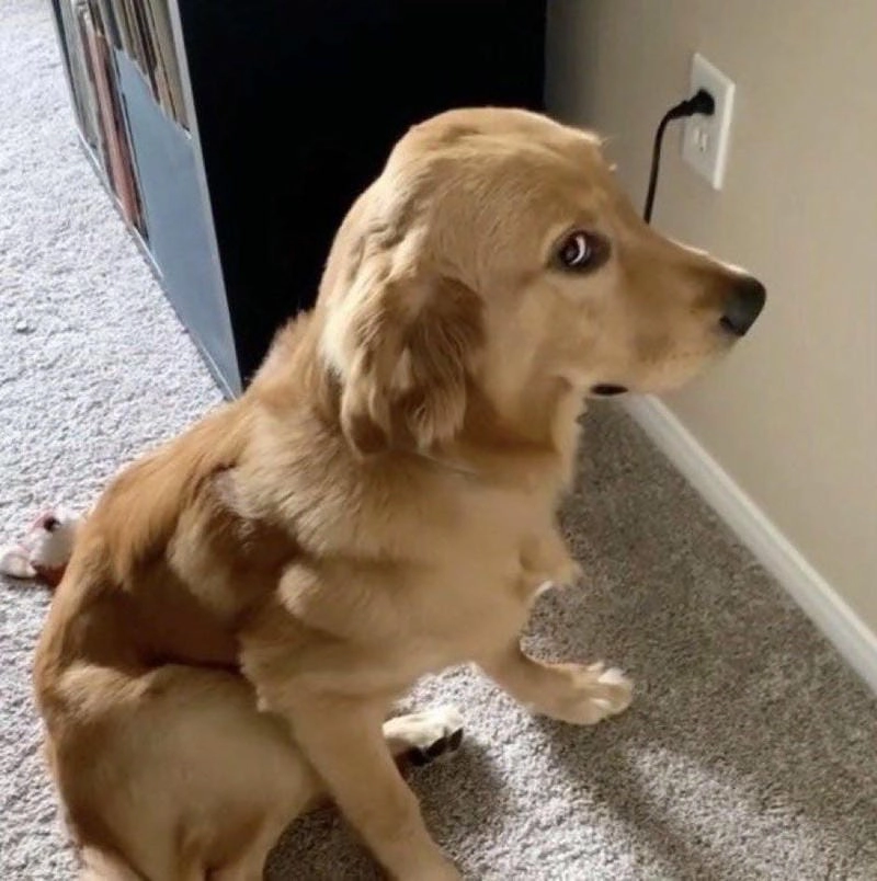 Cùng cười với những hình meme lườm chế