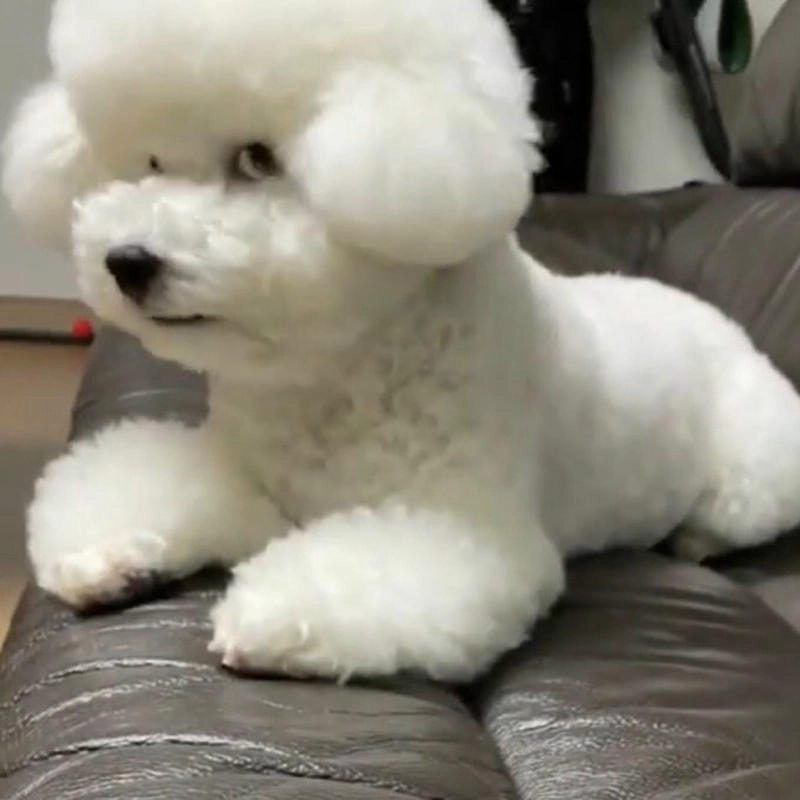 Săn lùng những khoảnh khắc ảnh meme lườm