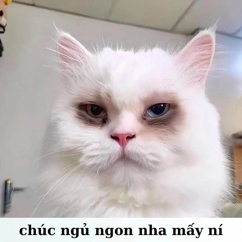Cùng cười với những hình meme mất ngủ chế