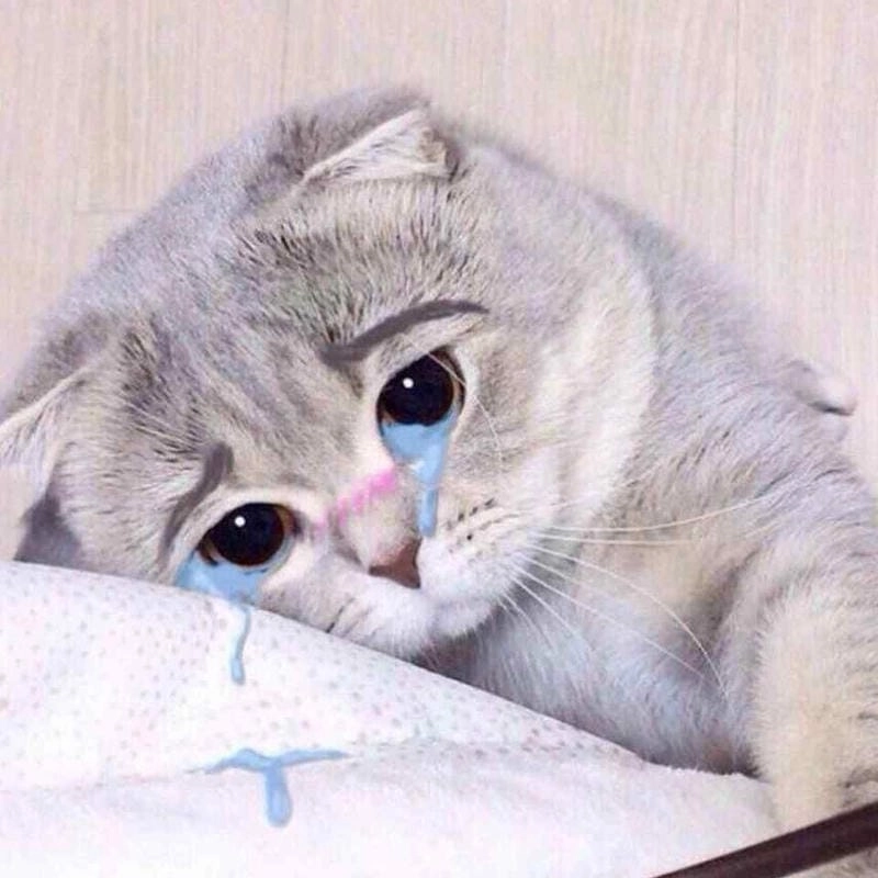 Khám phá những bức ảnh meme mèo buồn khóc