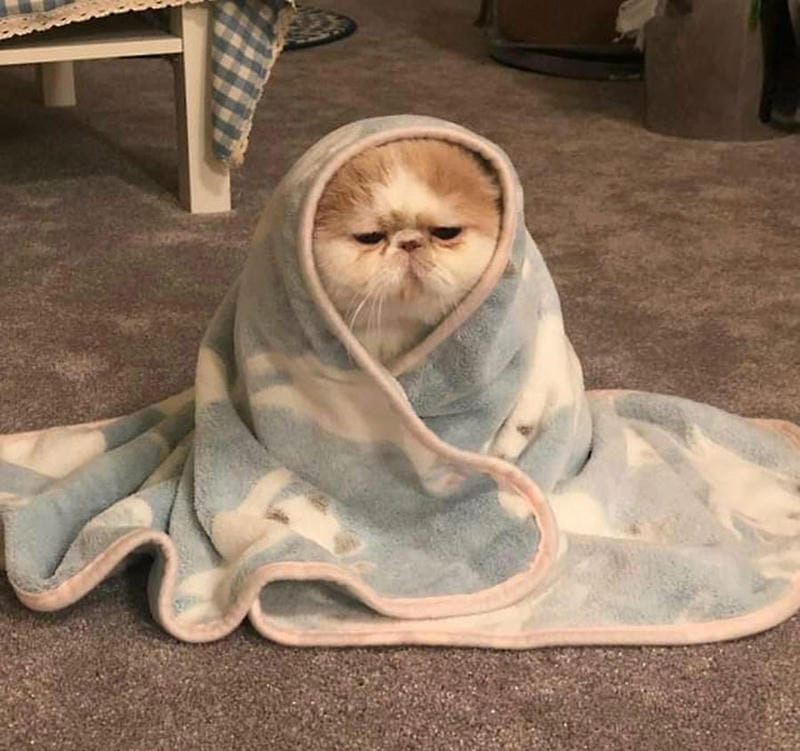 Lạc lối trong meme mèo buồn chill